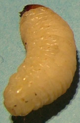 healthy pine weevil larva